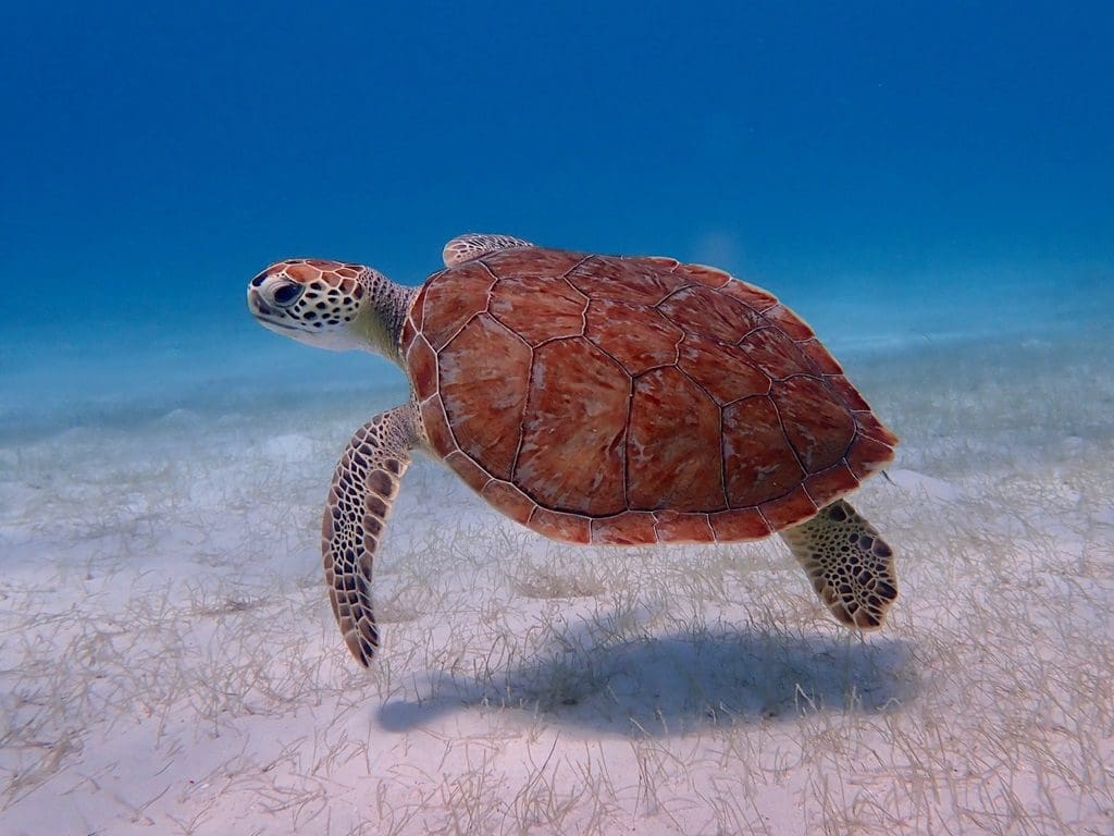 Turtle